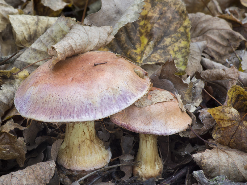 Cortinarius xanthophyllus